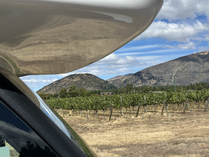 View of the vines at Aitkins Folly - Dave Newport